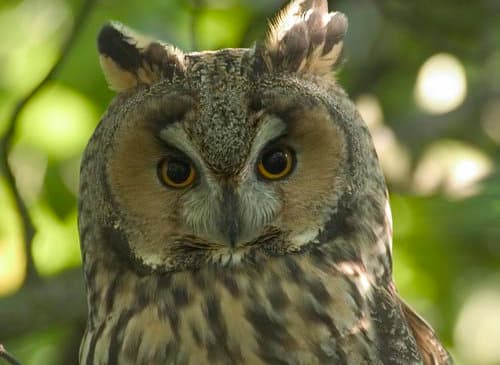 Revitalizace Dómského pahorku: zimoviště kalousů ušatých za věží zůstává